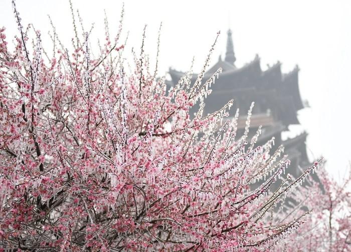 杭州现“雨凇” 花木穿“冰衣”